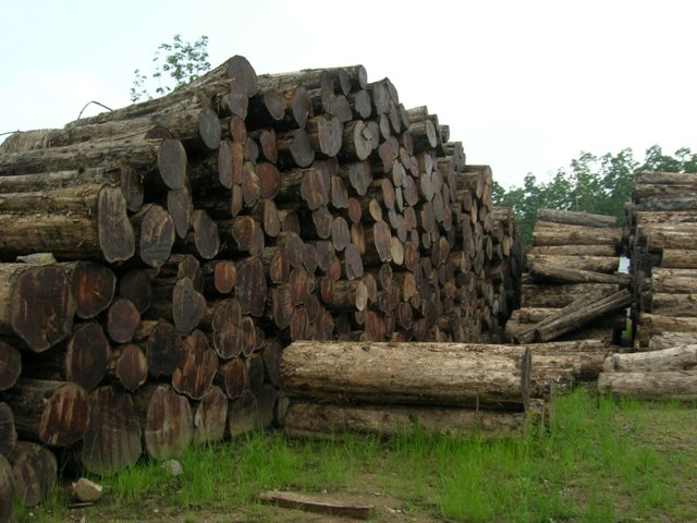 legal teak logs stacked in myanmar for teak decking