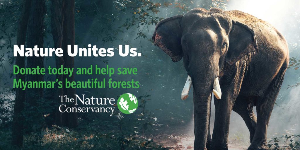 The Nature Conservancy work in Myanmar timber elephant