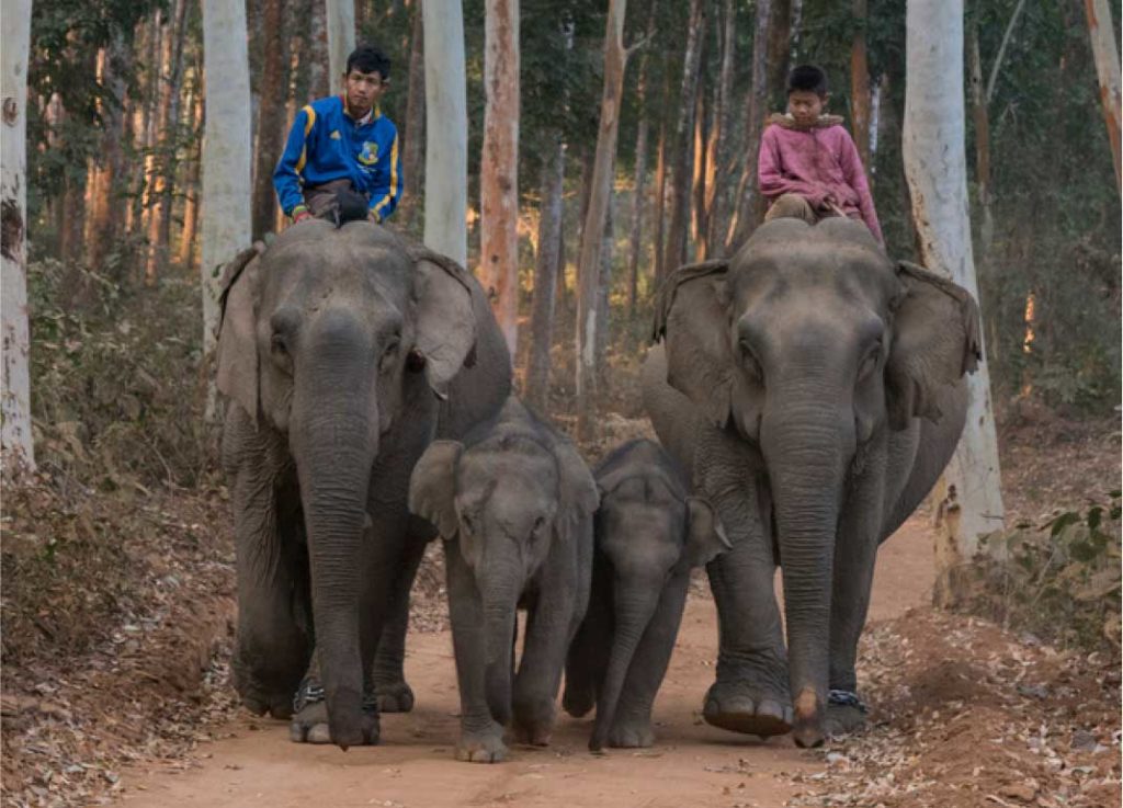 Myanmar Timber Elephant with Mahouts